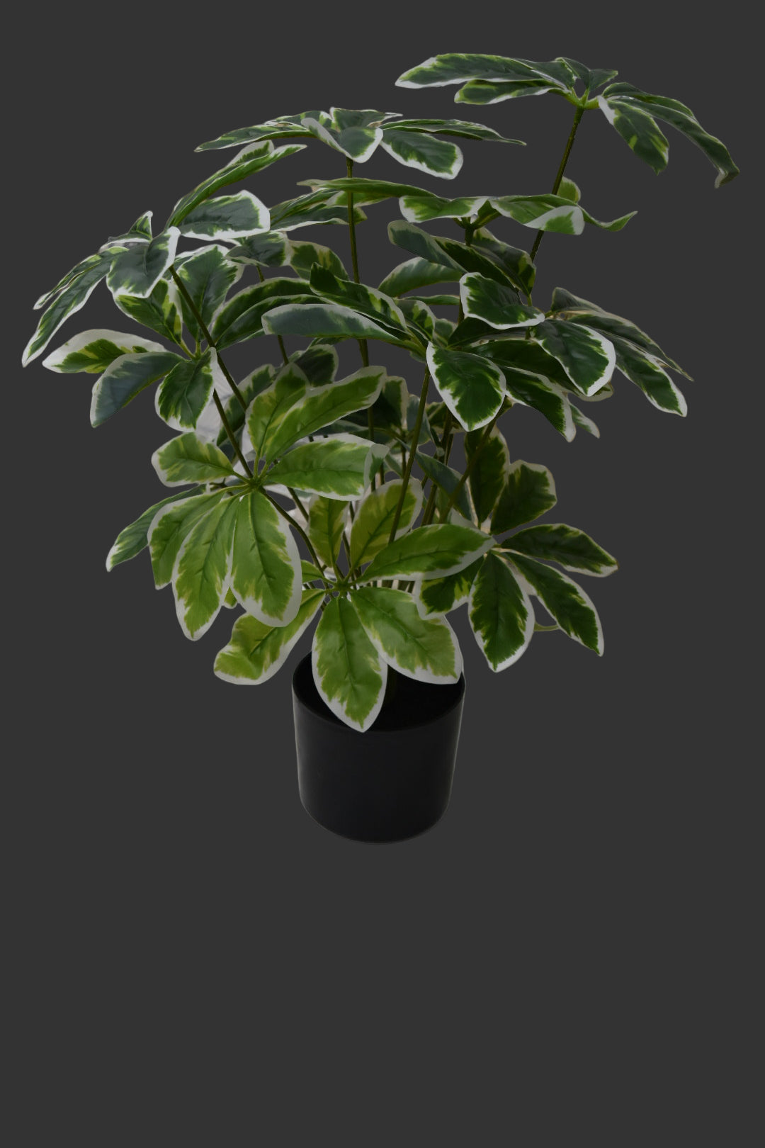 Potted plant